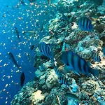 Stella Marina 公寓 兰佩杜萨